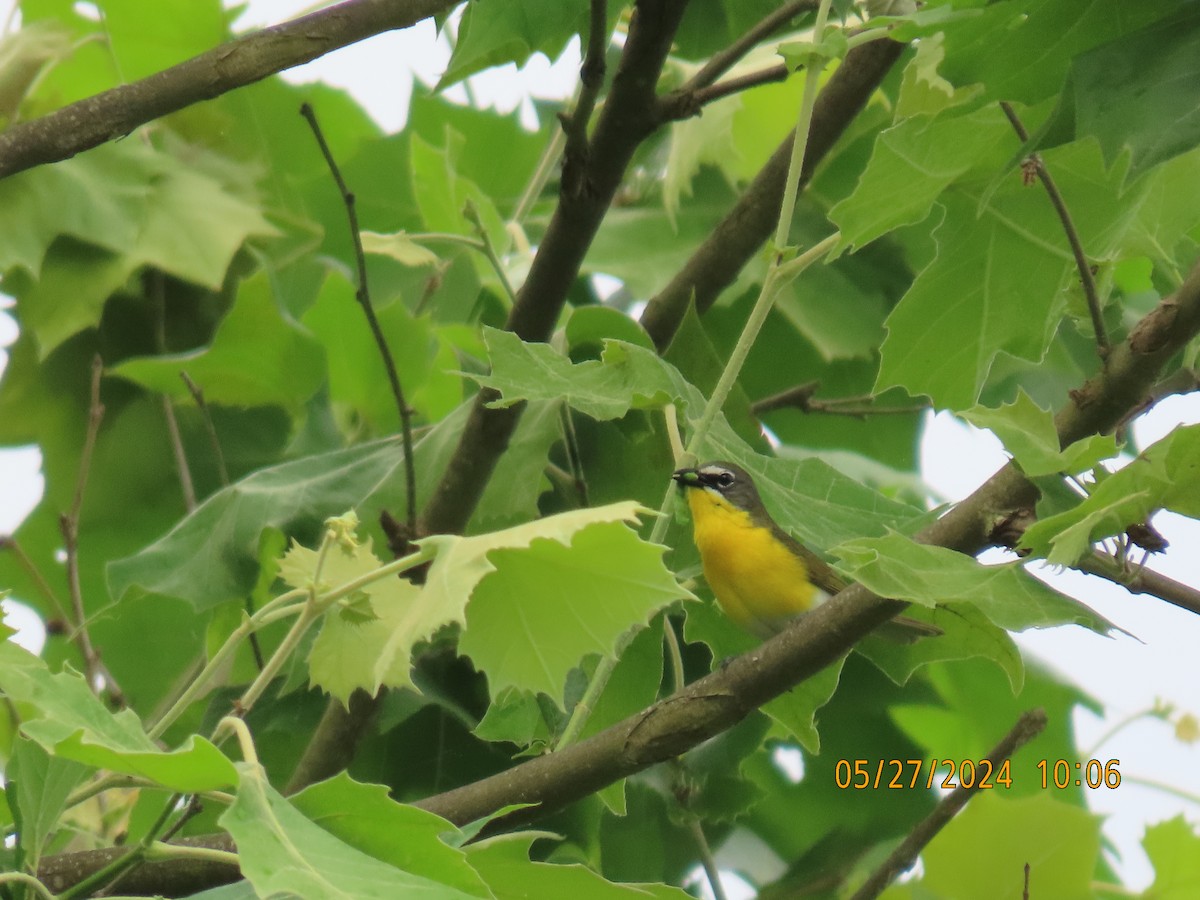 Yellow-breasted Chat - ML619789694