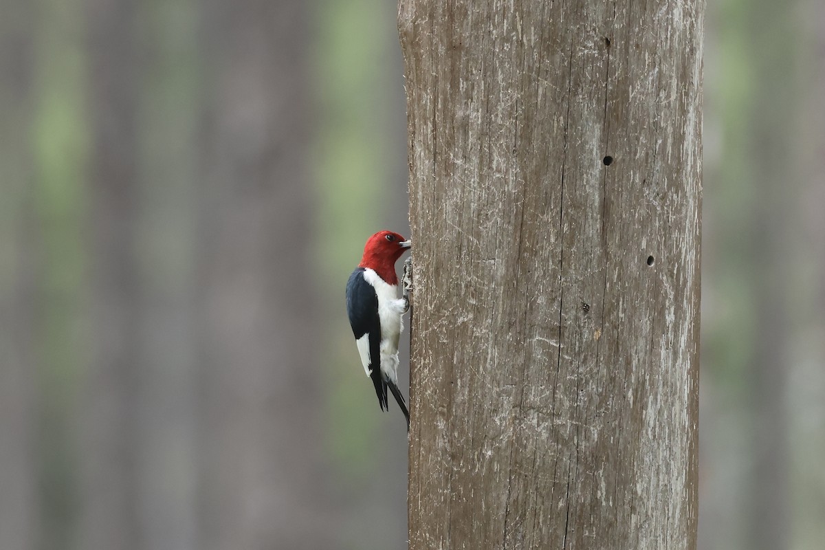 Red-headed Woodpecker - ML619789704