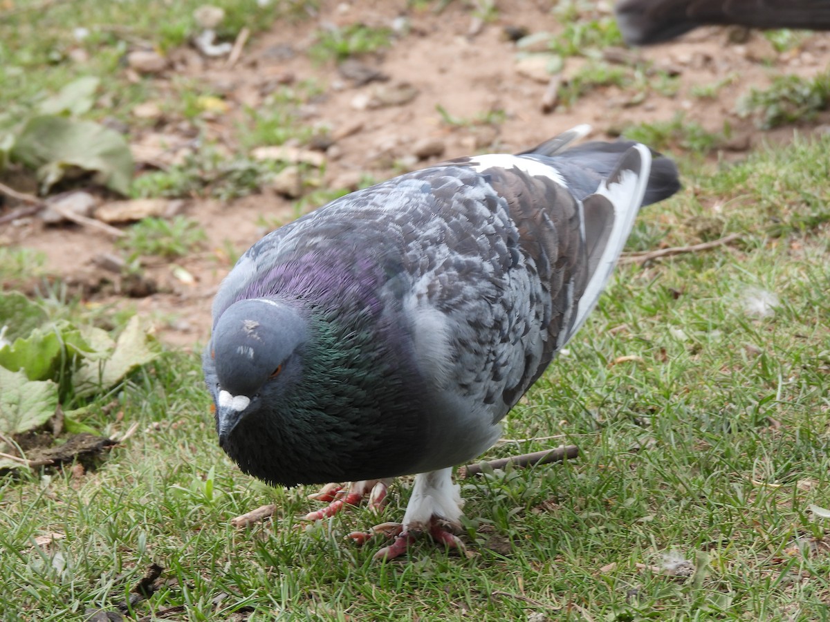 Pigeon biset (forme domestique) - ML619789719