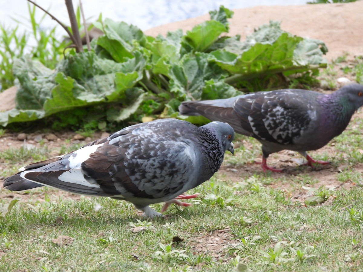 Rock Pigeon (Feral Pigeon) - ML619789720