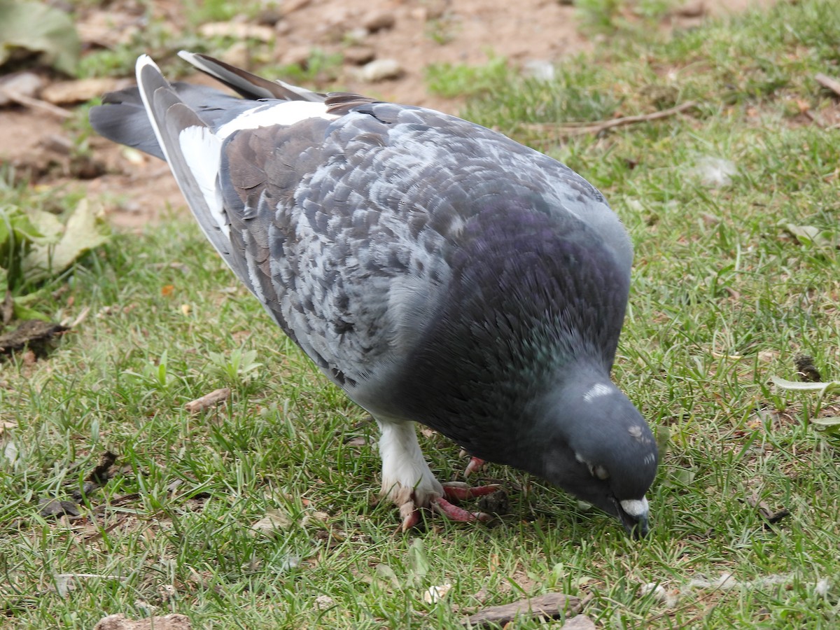 Pigeon biset (forme domestique) - ML619789721