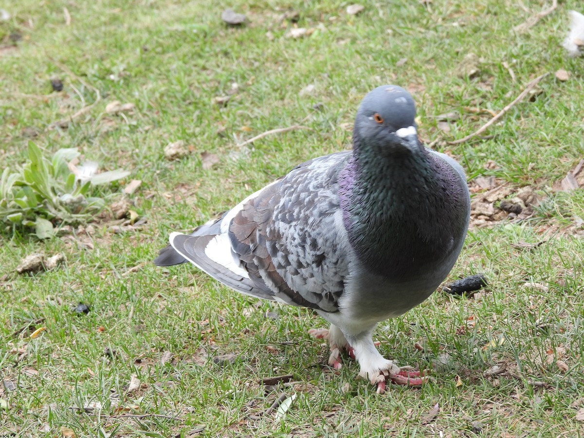 Pigeon biset (forme domestique) - ML619789722