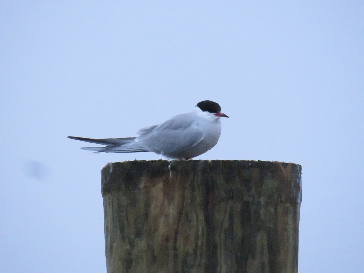 Common Tern - ML619789734