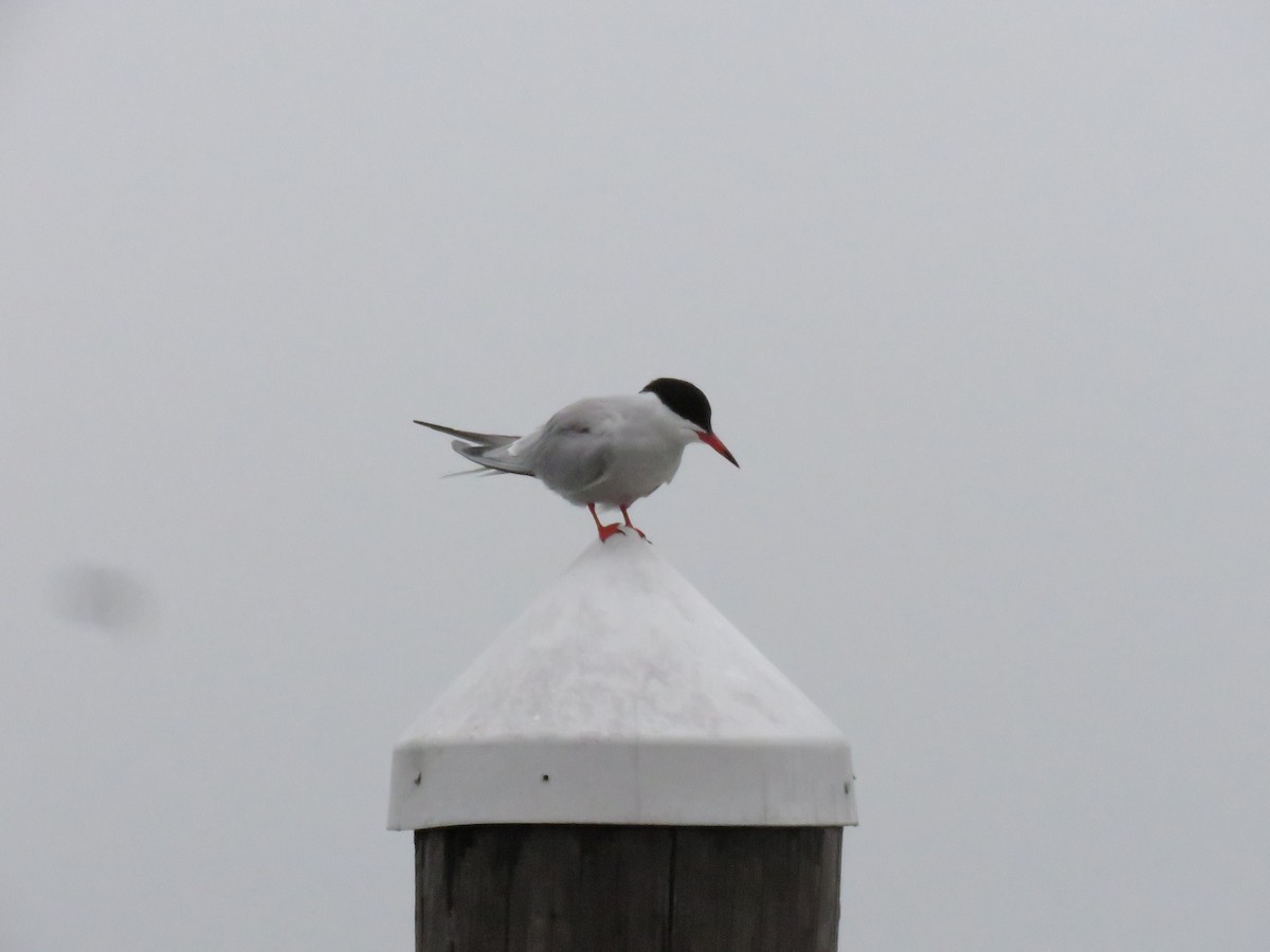 Common Tern - ML619789771