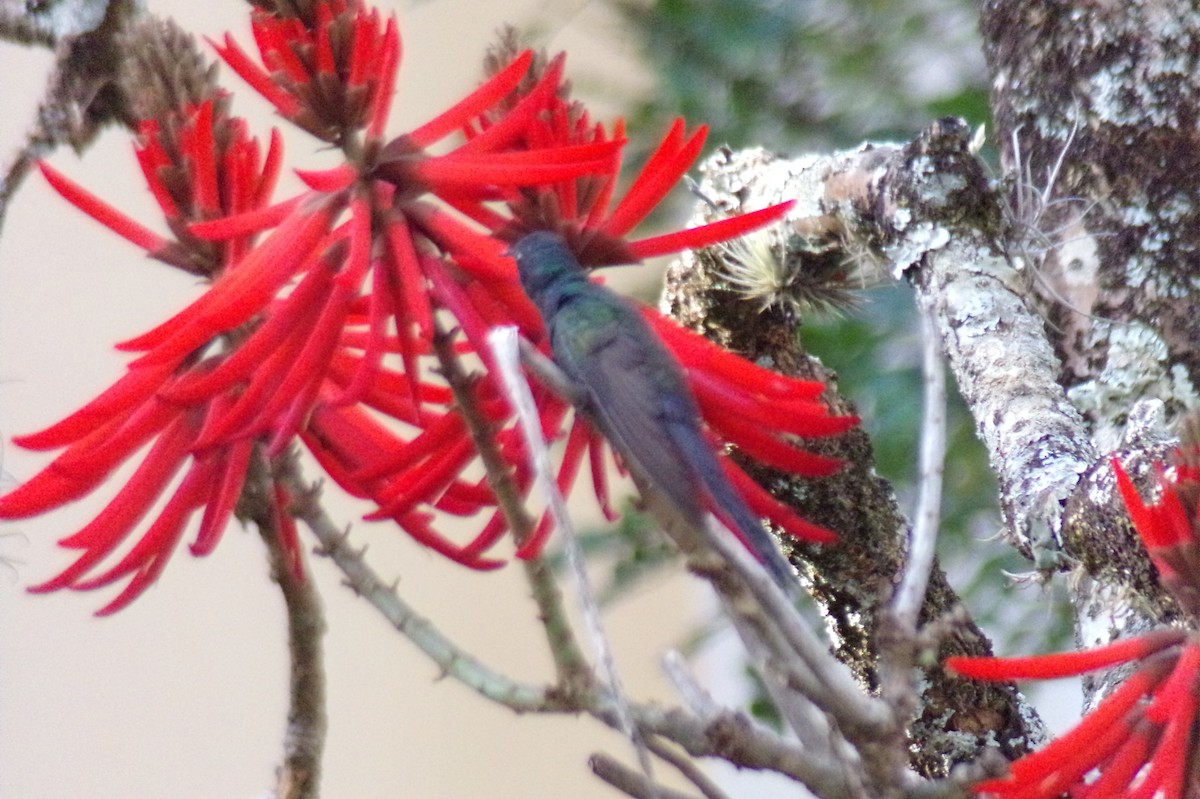 Swallow-tailed Hummingbird - ML619789786