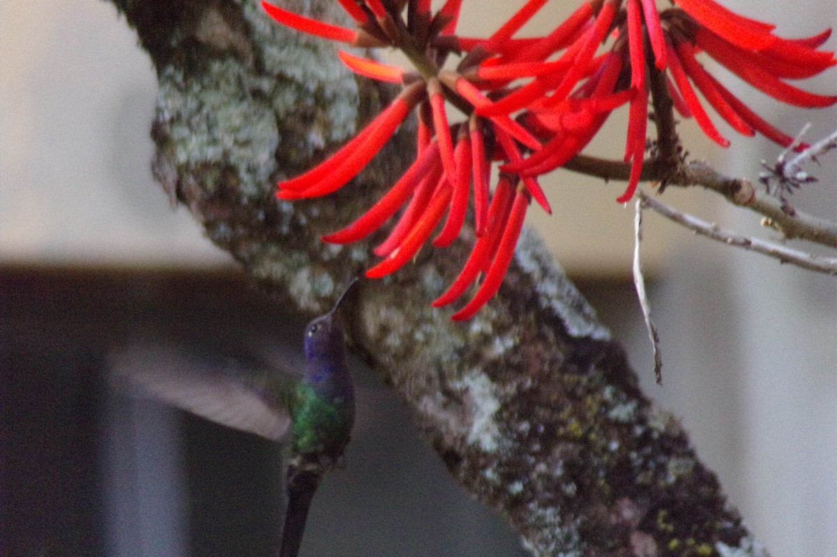 Swallow-tailed Hummingbird - ML619789787