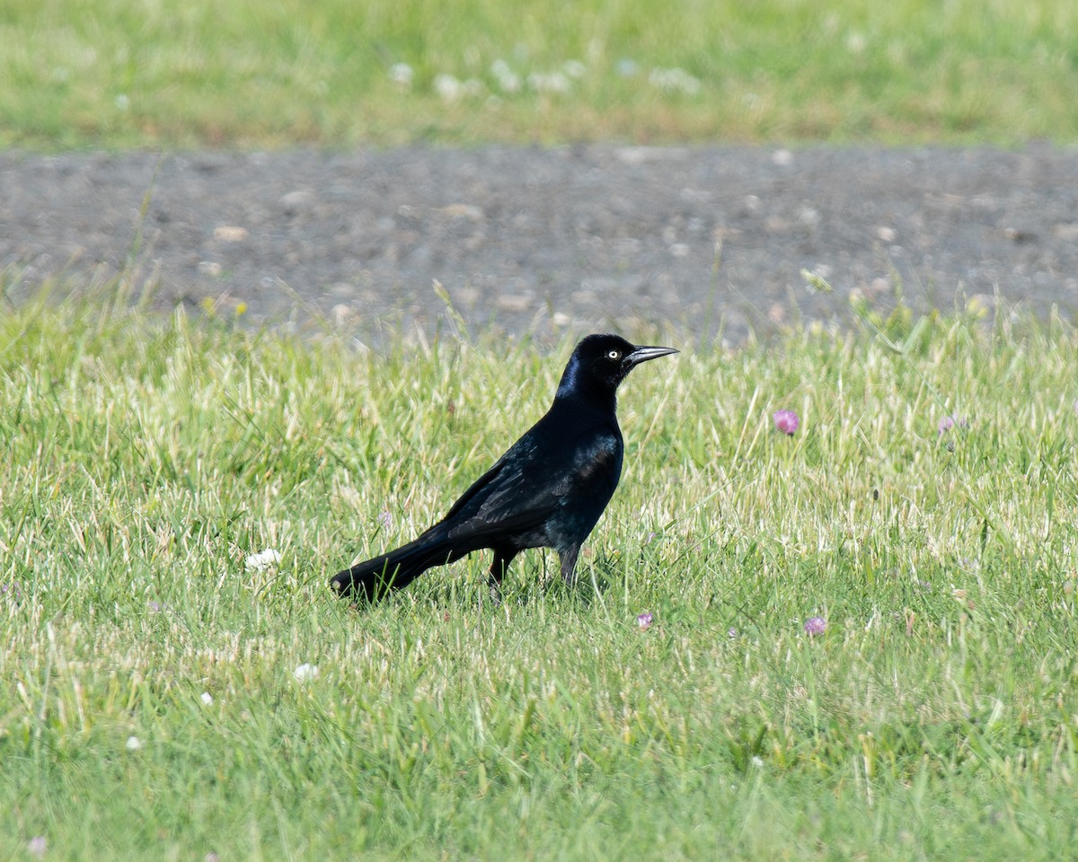Boat-tailed Grackle - ML619789811