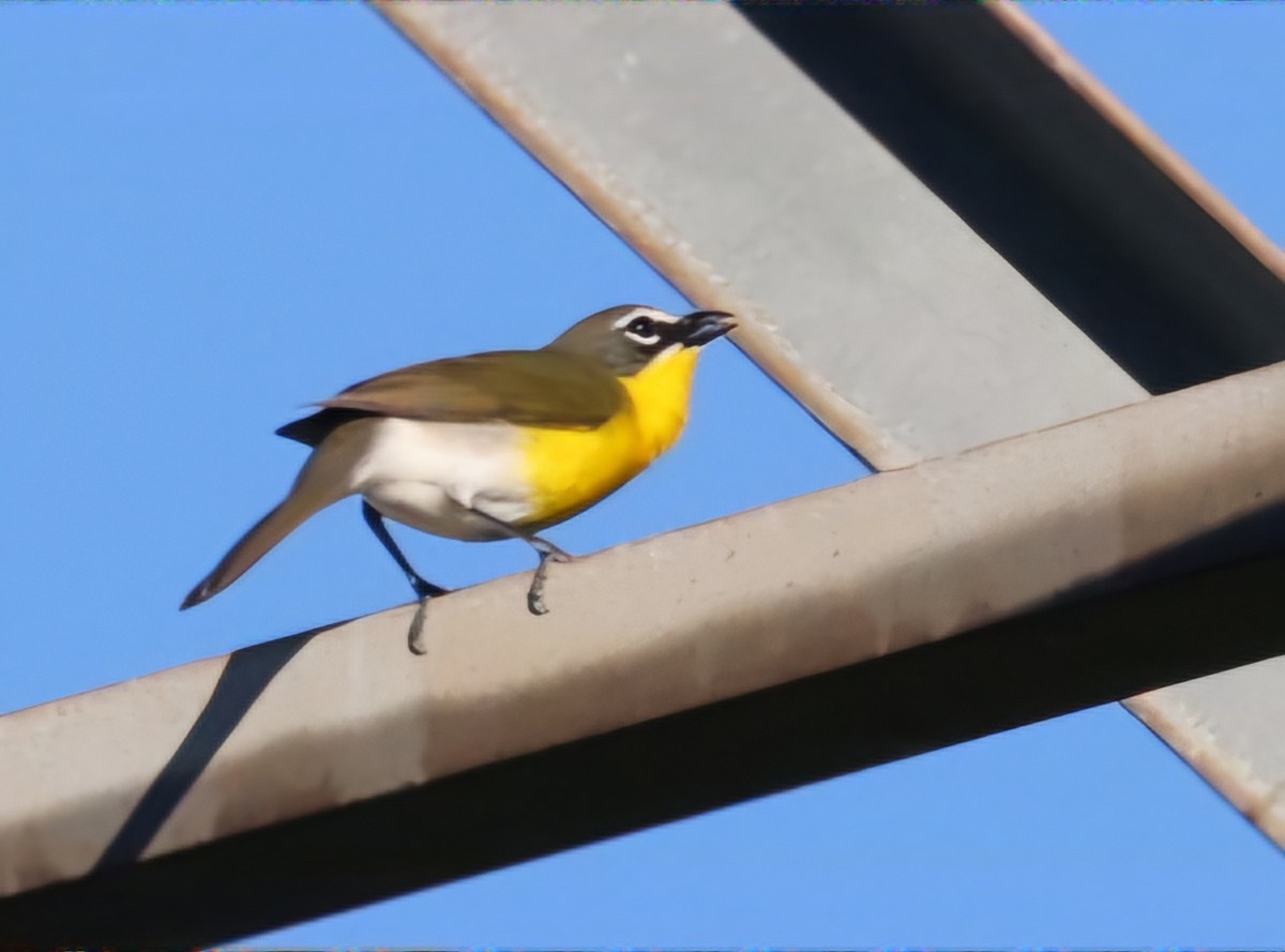 Yellow-breasted Chat - ML619789815