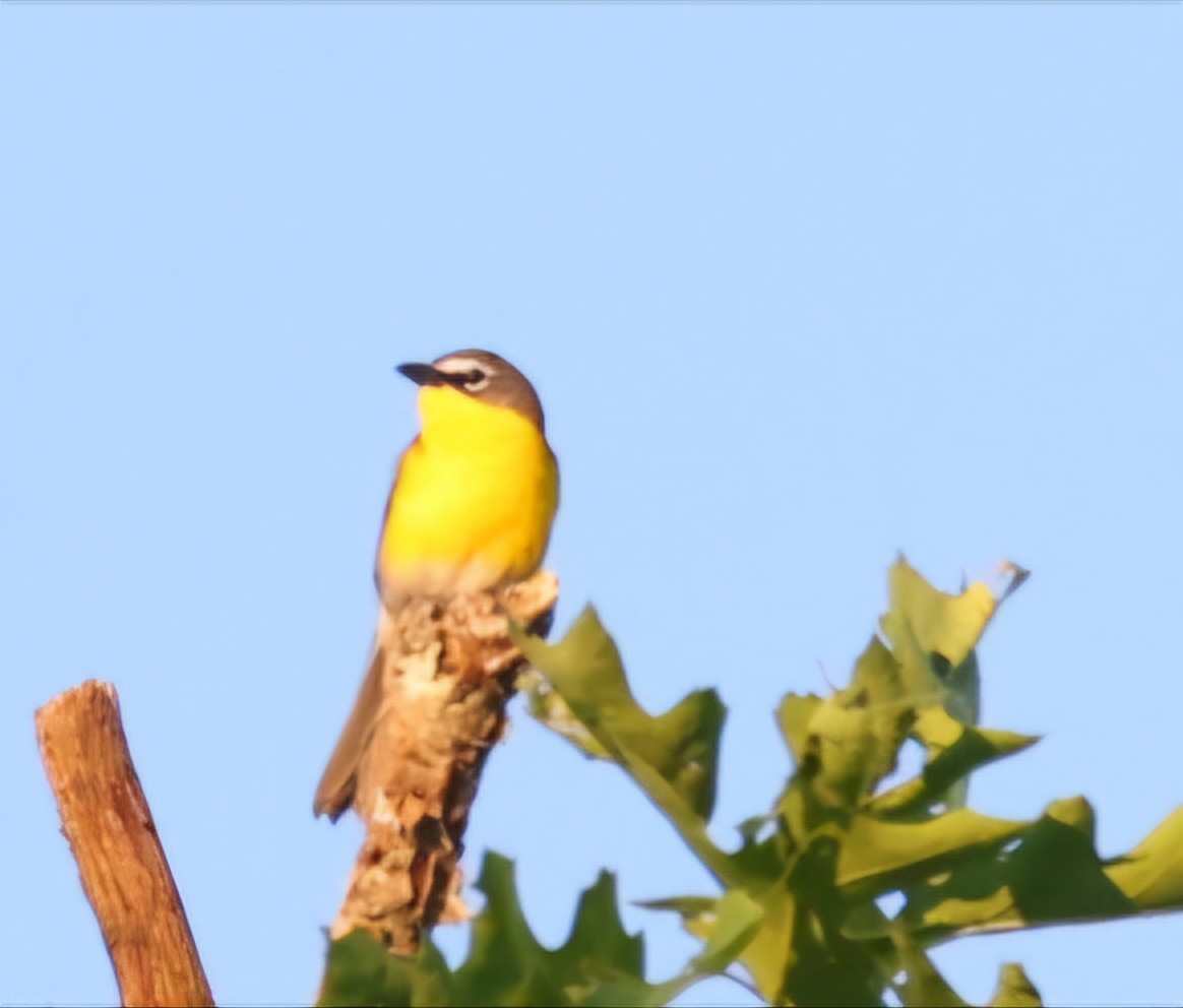 Yellow-breasted Chat - ML619789816