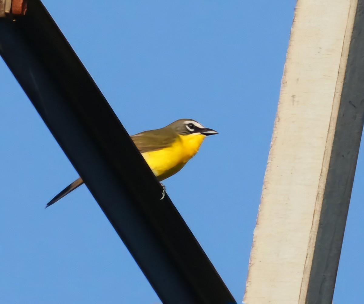 Yellow-breasted Chat - ML619789817