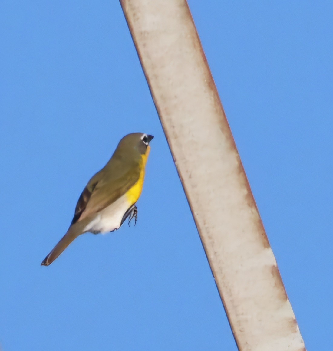 Yellow-breasted Chat - ML619789818