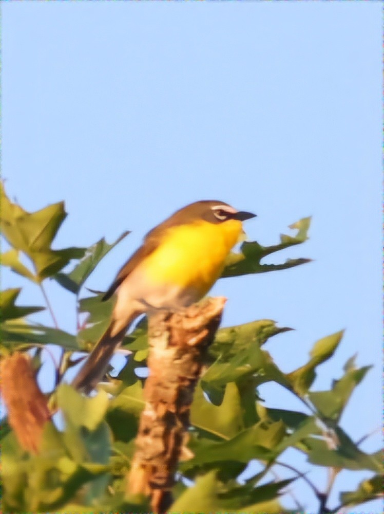 Yellow-breasted Chat - ML619789819