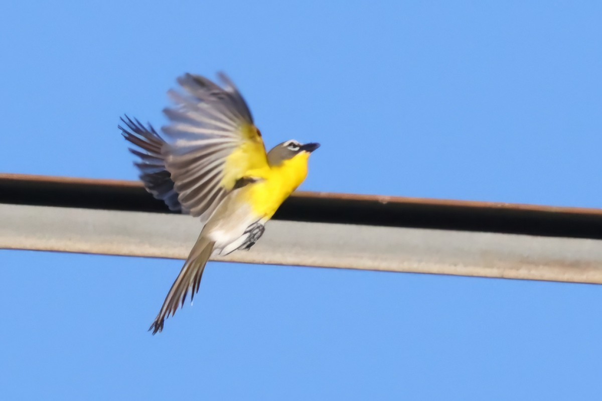Yellow-breasted Chat - ML619789820