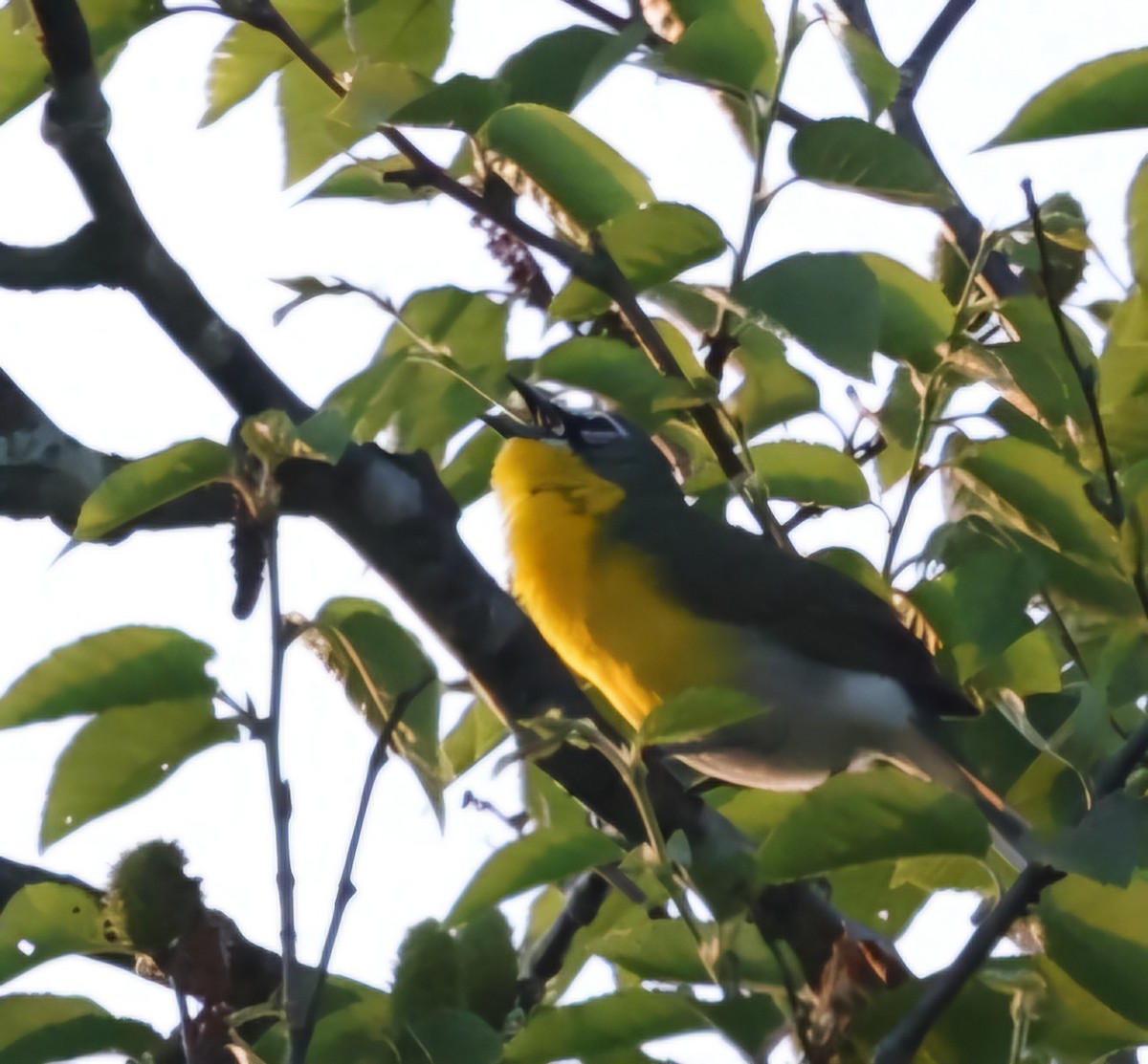 Yellow-breasted Chat - ML619789822