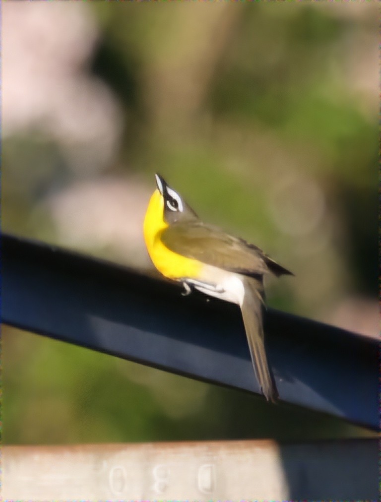Yellow-breasted Chat - ML619789823