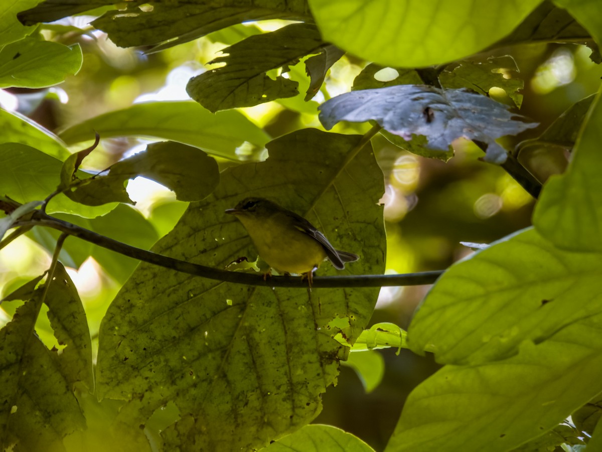 Golden-crowned Warbler - ML619789834