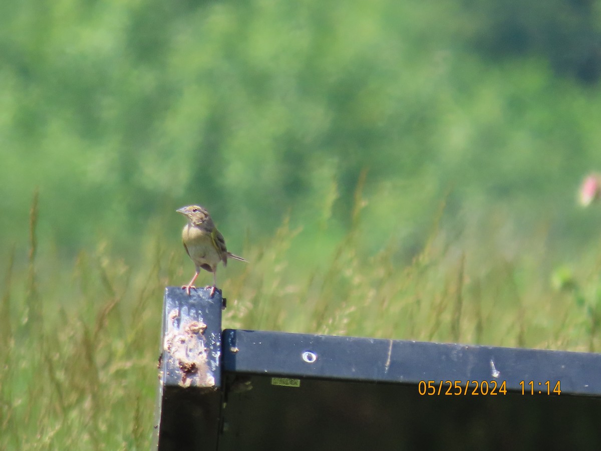 Grasshopper Sparrow - ML619789842