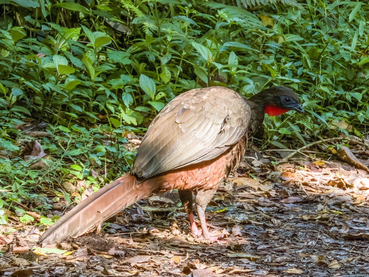 Crested Guan - ML619789867