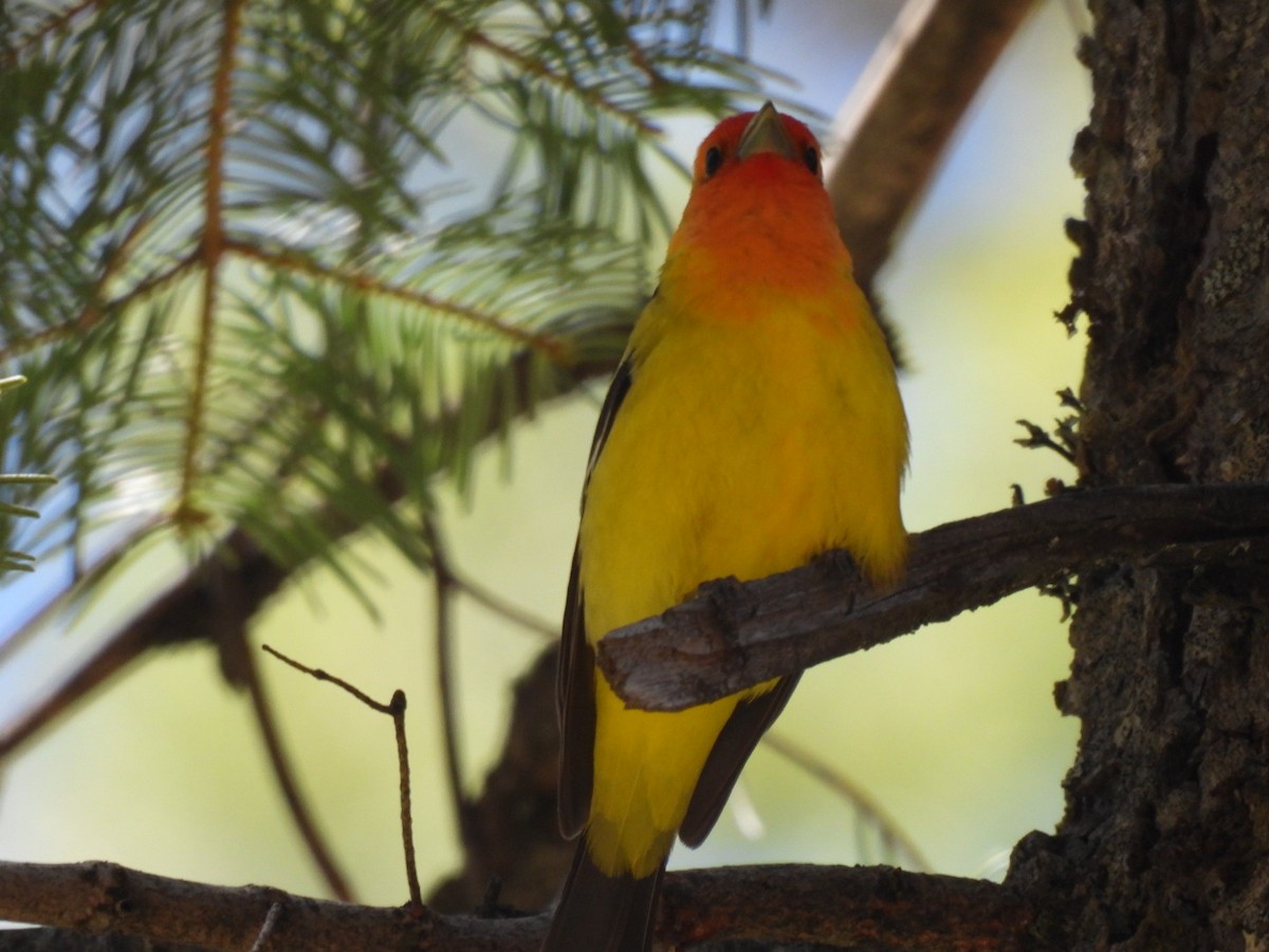 Western Tanager - ML619789966