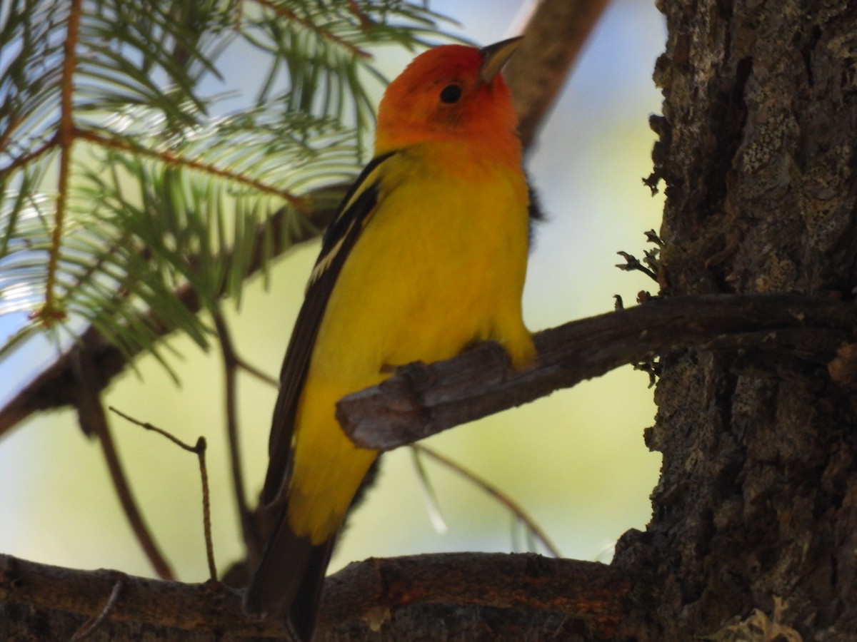 Western Tanager - ML619789967
