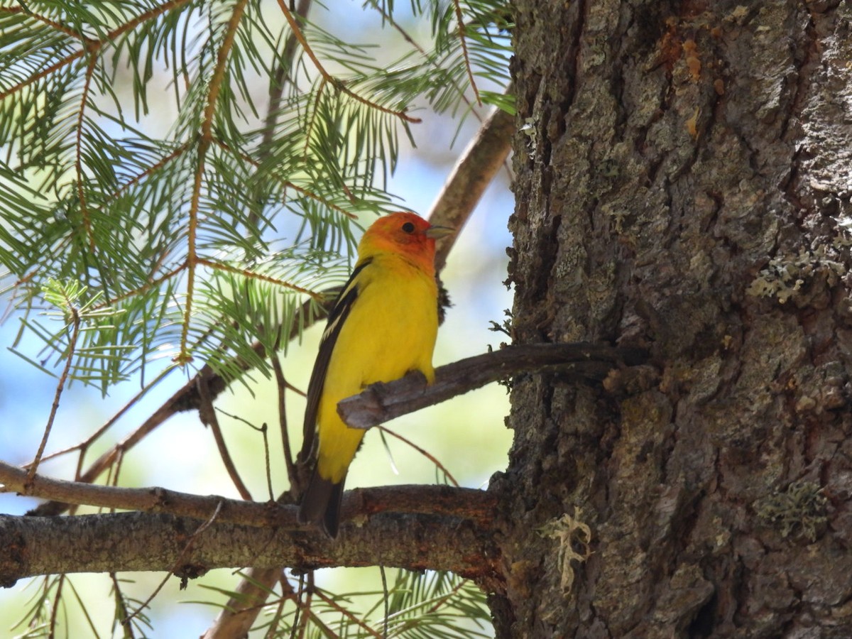 Western Tanager - ML619789968