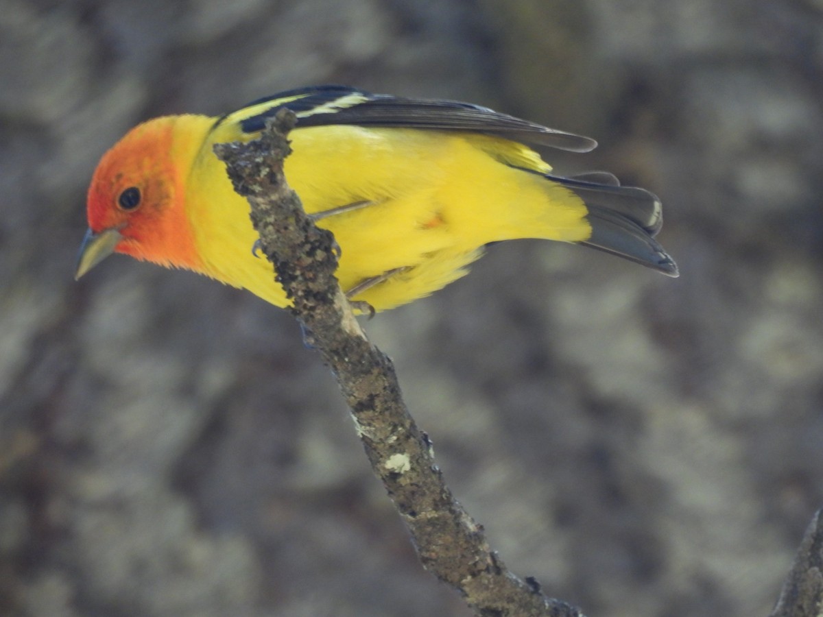 Western Tanager - ML619789969