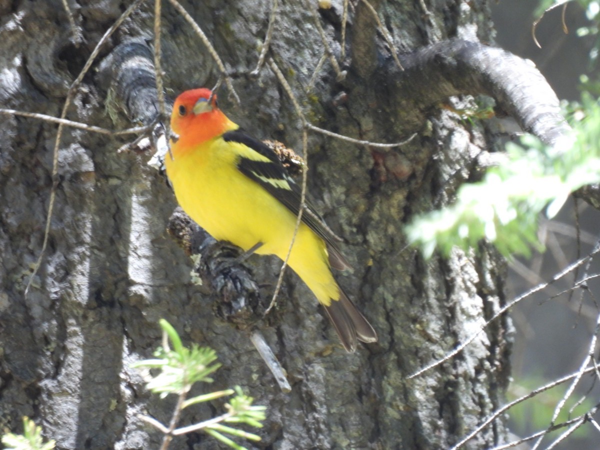 Western Tanager - ML619789970