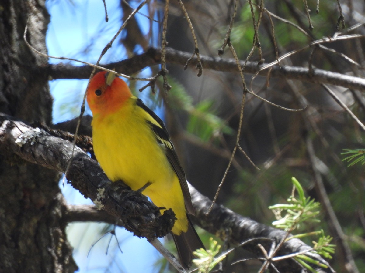 Western Tanager - ML619789971