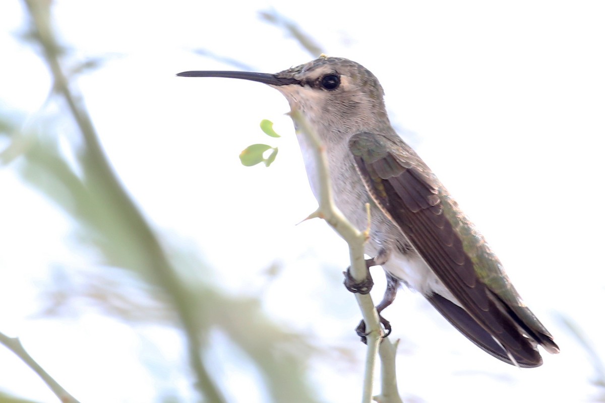 Costa's Hummingbird - ML619790013