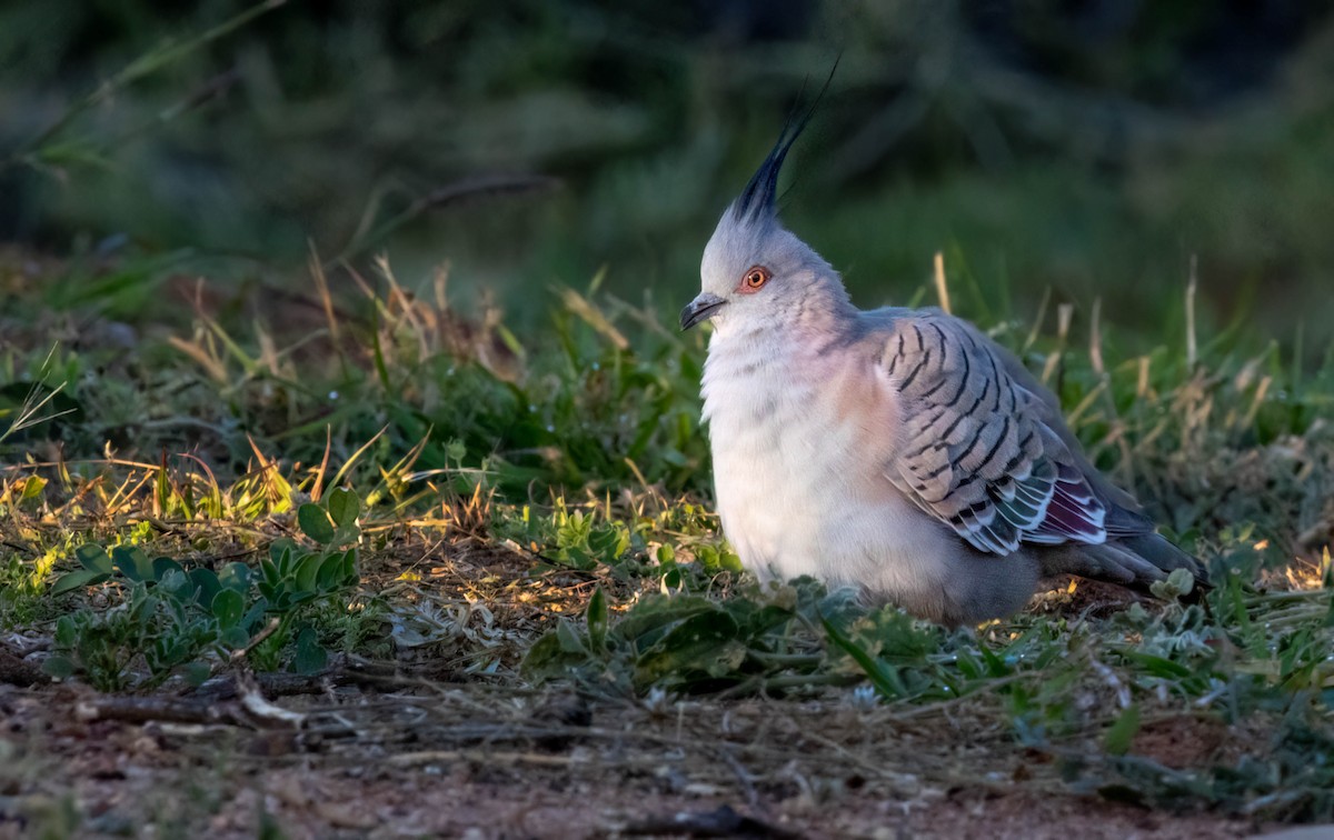 Crested Pigeon - ML619790075
