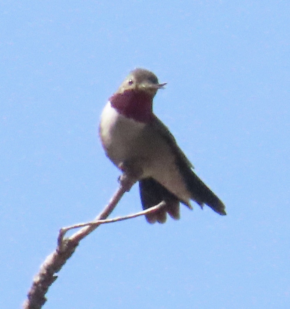 Broad-tailed Hummingbird - ML619790290