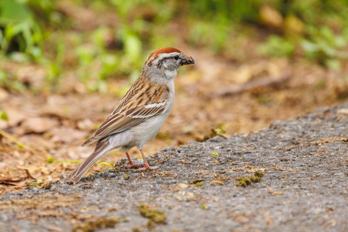 Chipping Sparrow - ML619790394