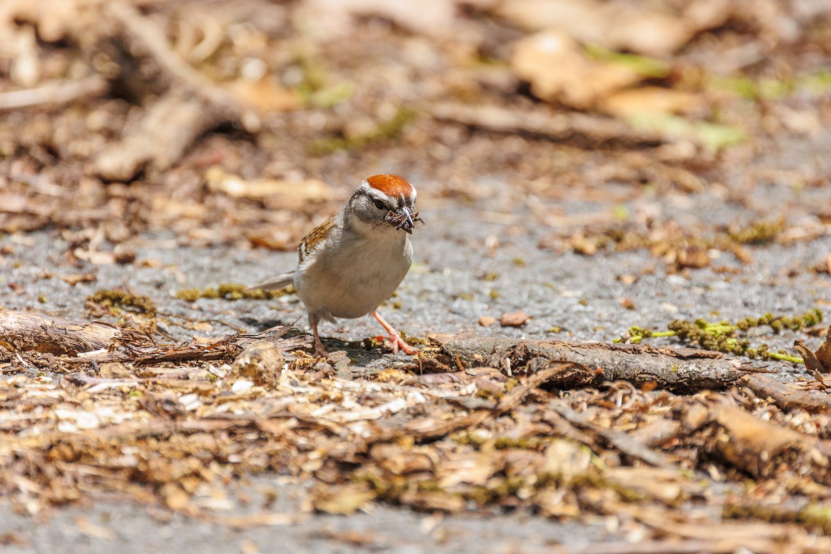 Chipping Sparrow - ML619790395
