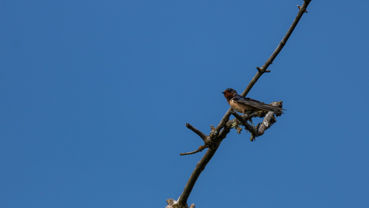 Barn Swallow (American) - ML619790397