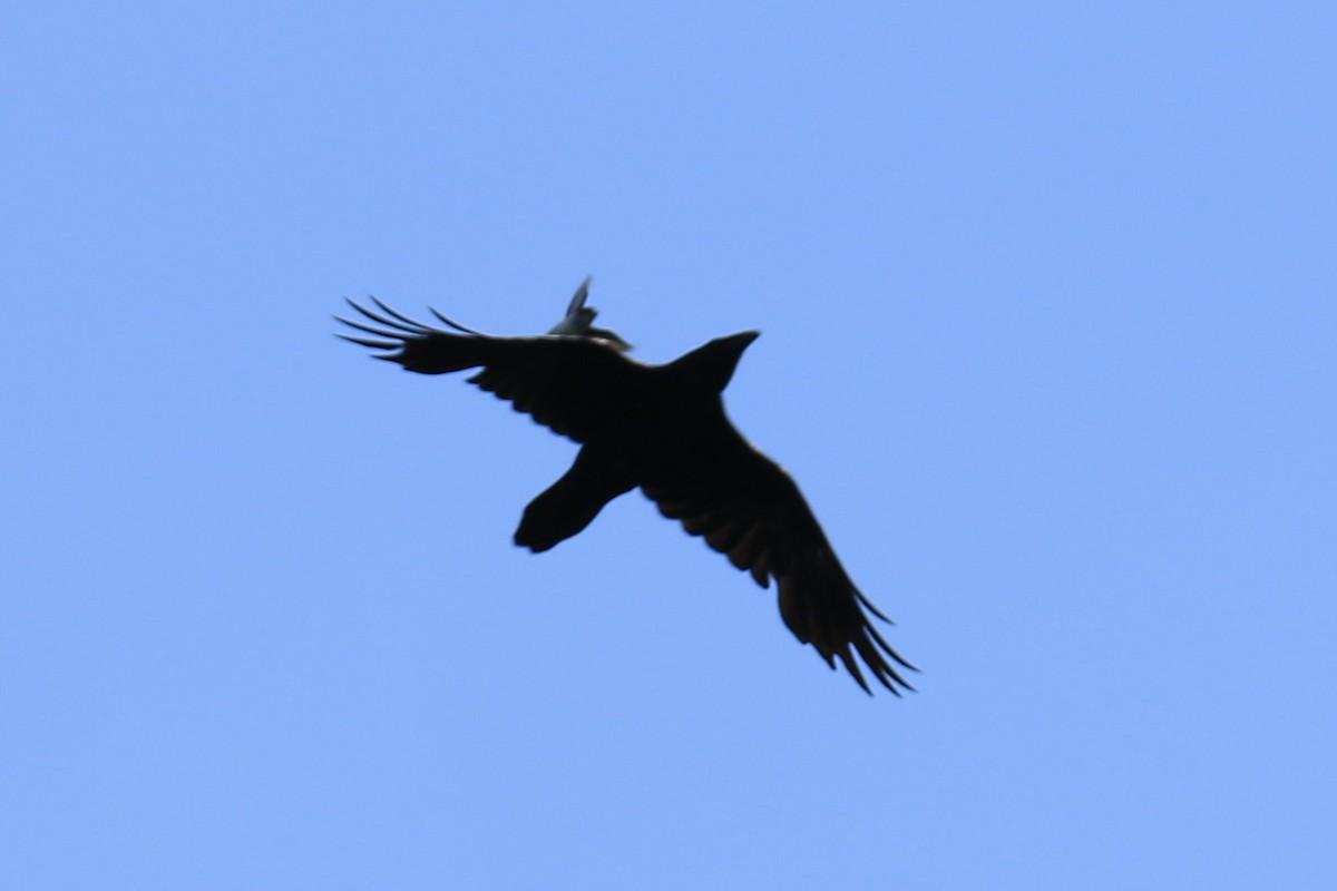 American Crow - ML619790489