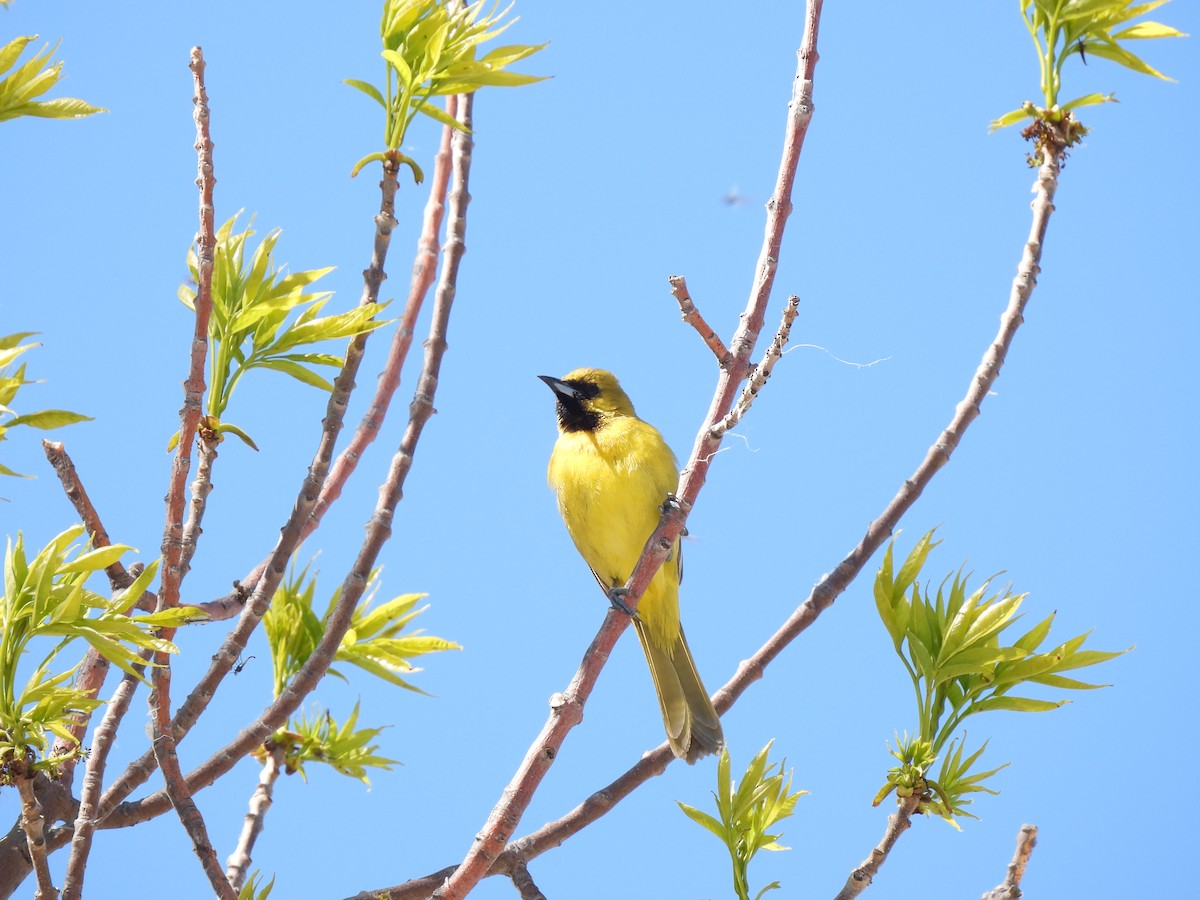 Orchard Oriole - ML619790528