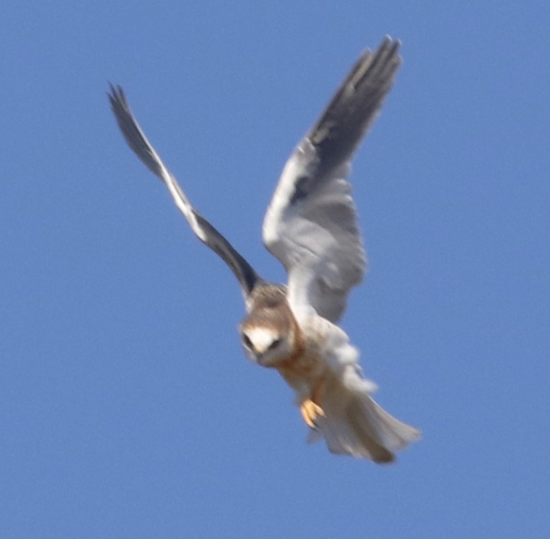 White-tailed Kite - ML619790616