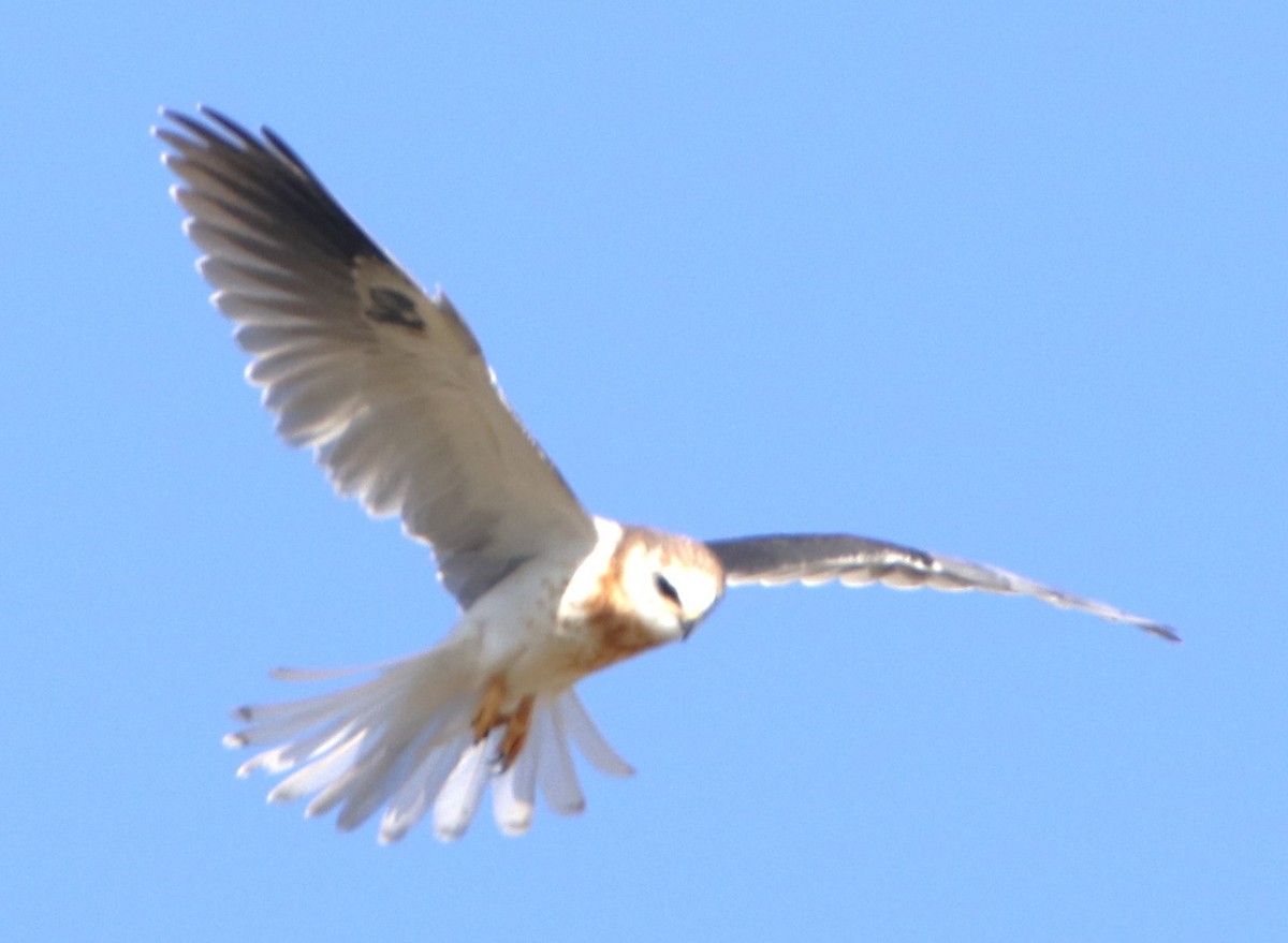 White-tailed Kite - ML619790617
