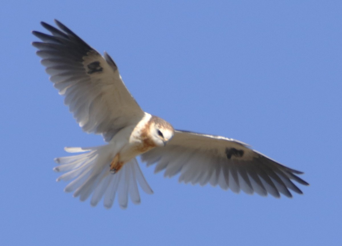 White-tailed Kite - ML619790618