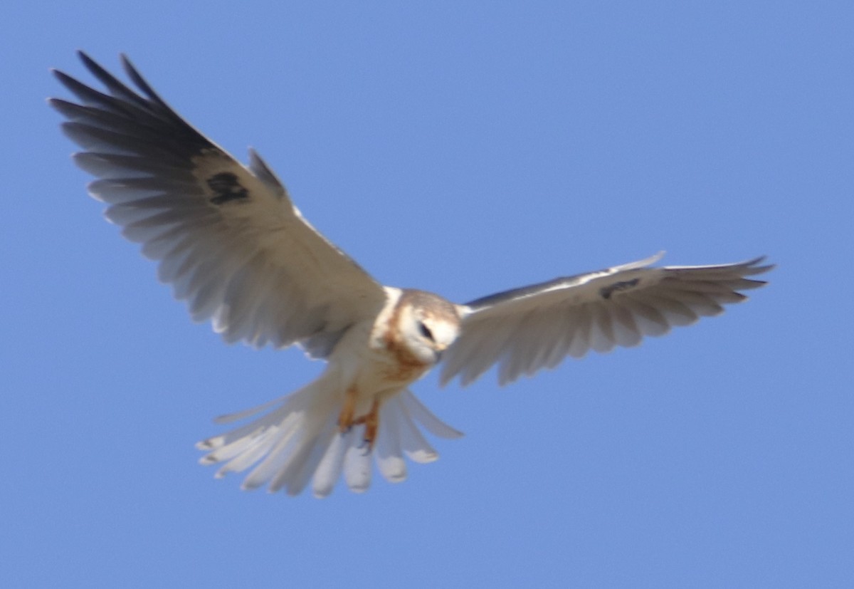 White-tailed Kite - ML619790619