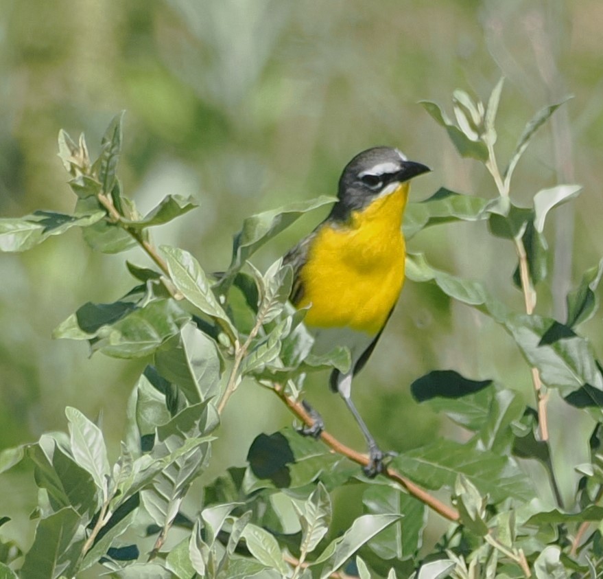 Yellow-breasted Chat - ML619790623