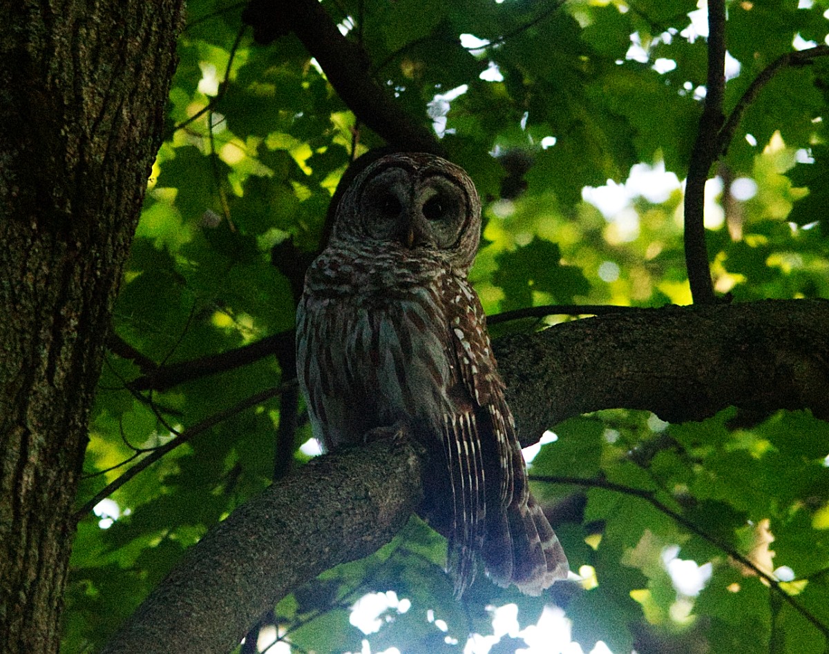 Barred Owl - ML619790644