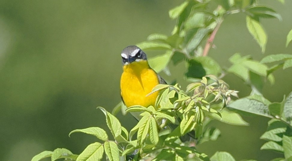 Yellow-breasted Chat - ML619790654