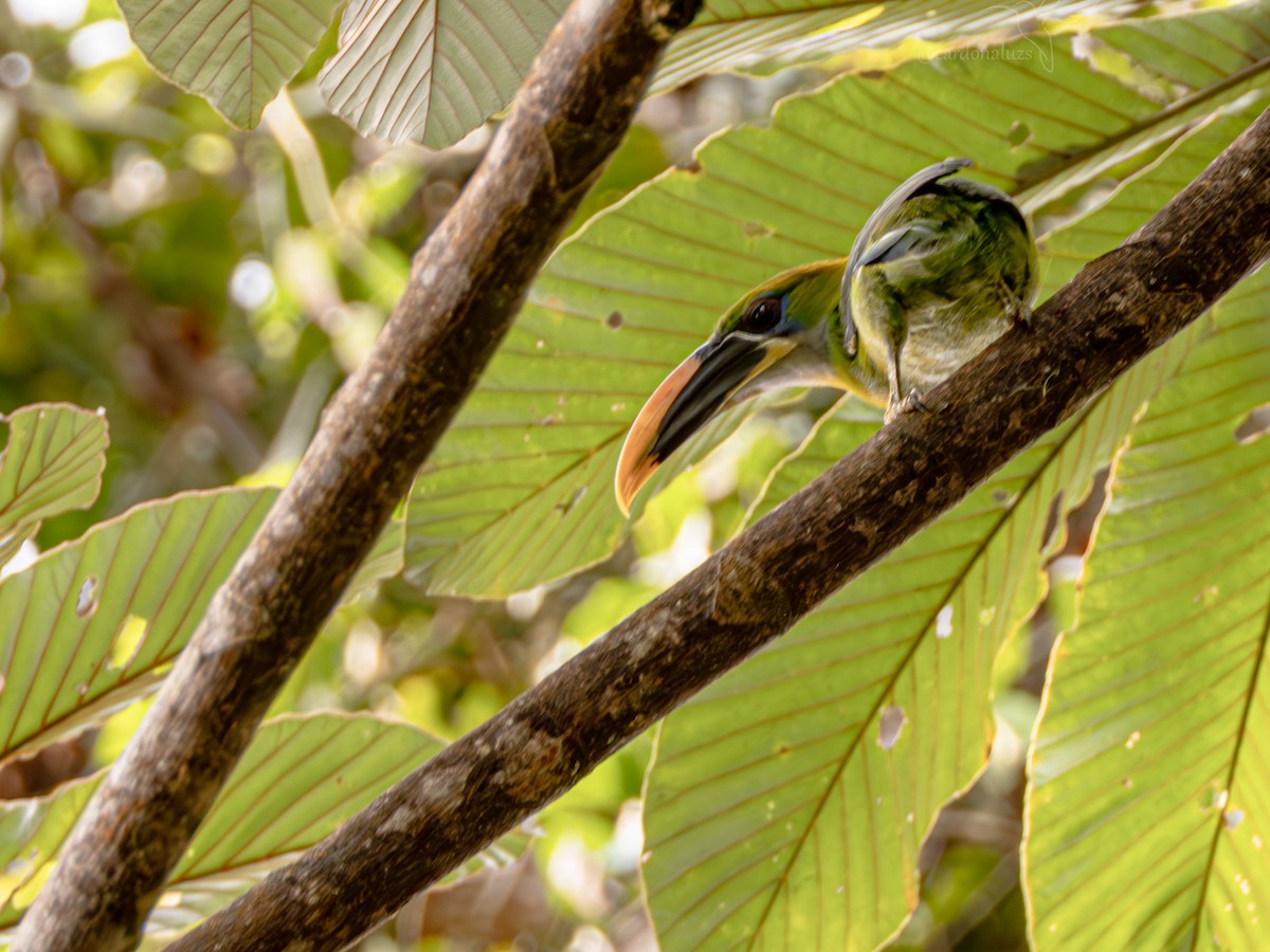Groove-billed Toucanet (Yellow-billed) - ML619790772