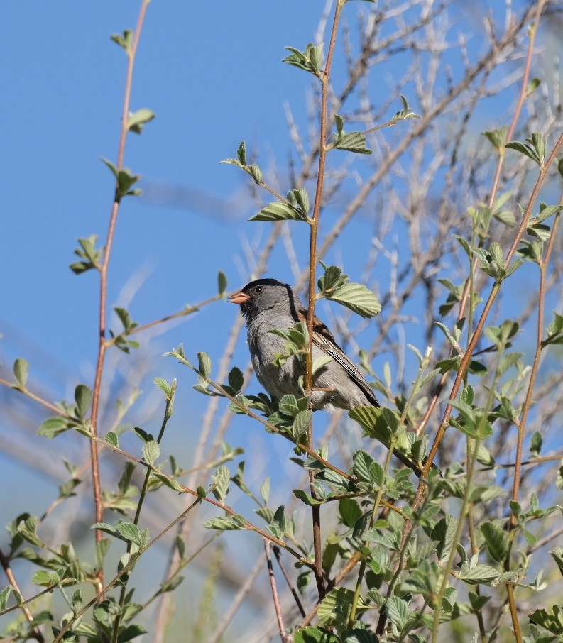 Black-chinned Sparrow - ML619790826