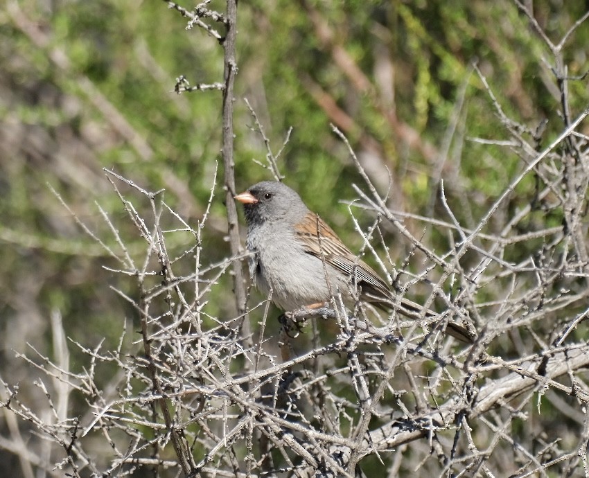 Black-chinned Sparrow - ML619790828
