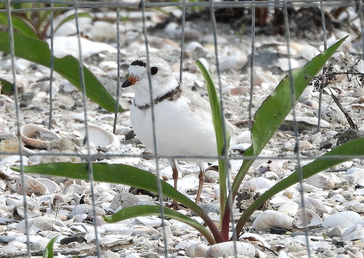 Piping Plover - ML619790841