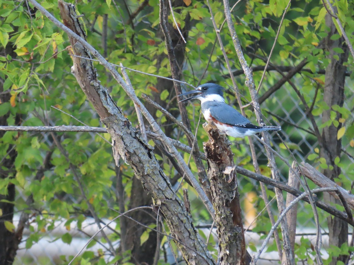 Belted Kingfisher - ML619790851