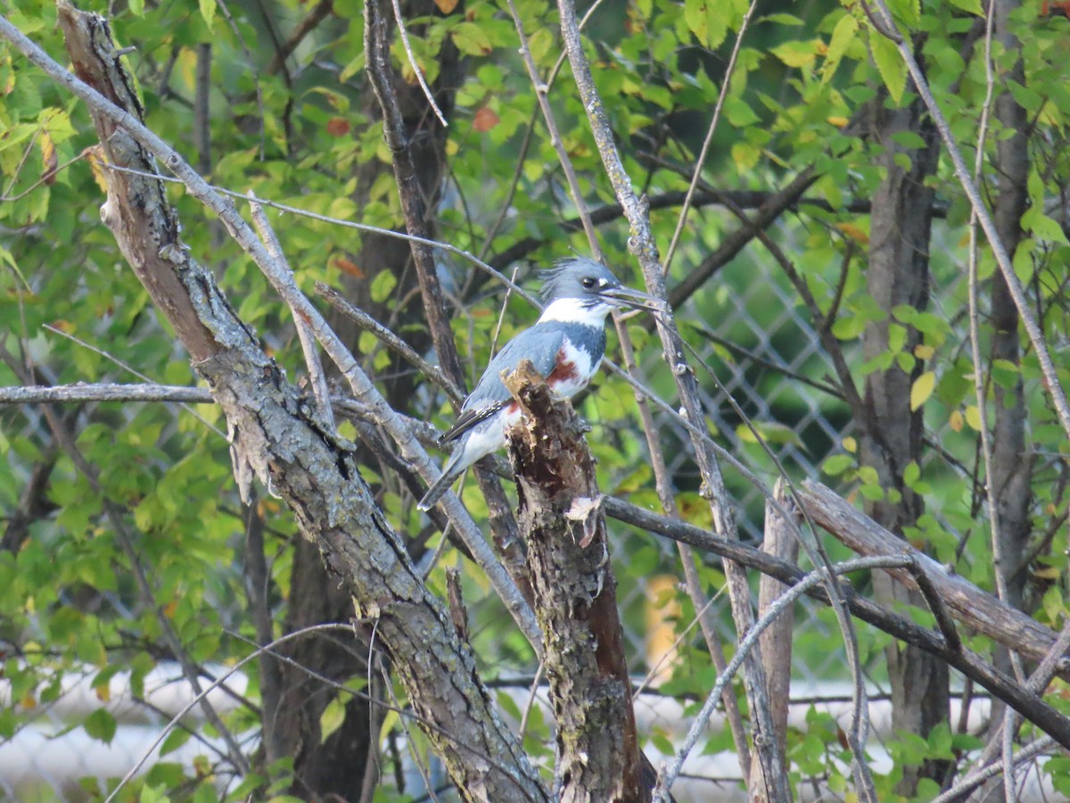 Belted Kingfisher - ML619790852