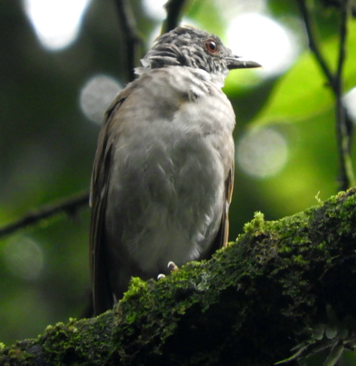 Pale-breasted Thrush - ML619790865